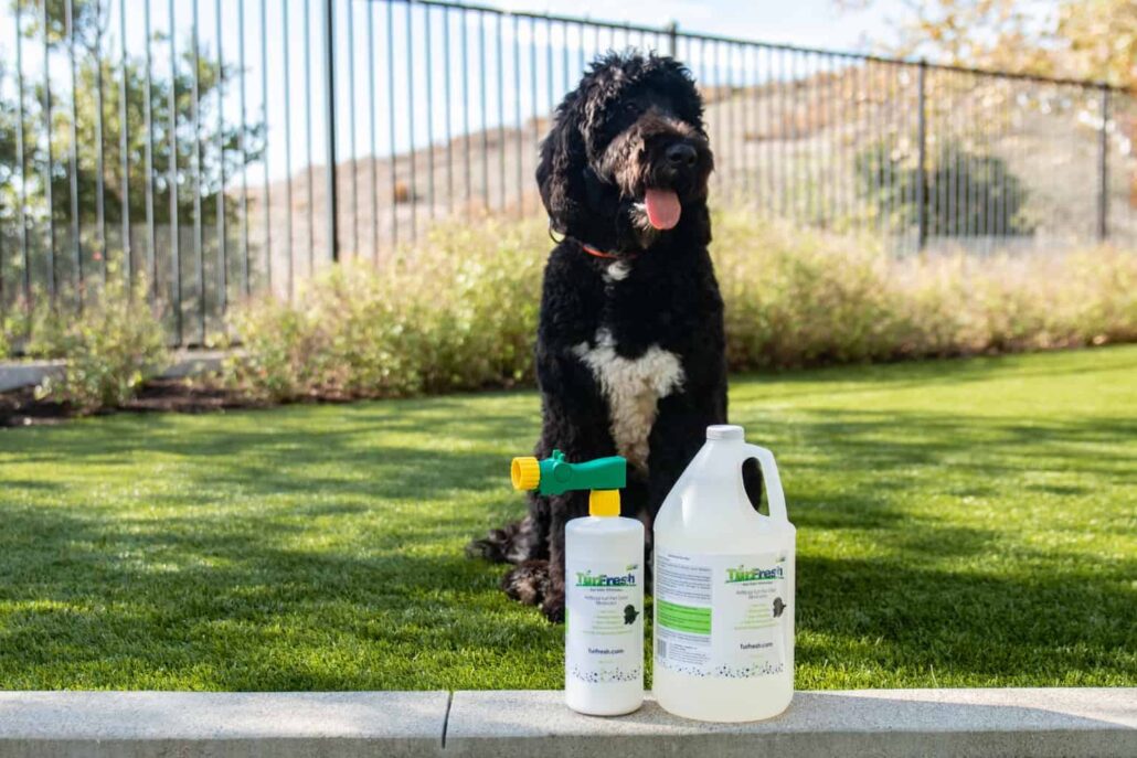 Black dog sitting on artificial turf beside TurFresh cleaning products, highlighting the non-toxic, biodegradable, and pet-safe formula that eliminates odors and keeps synthetic grass fresh and hygienic.