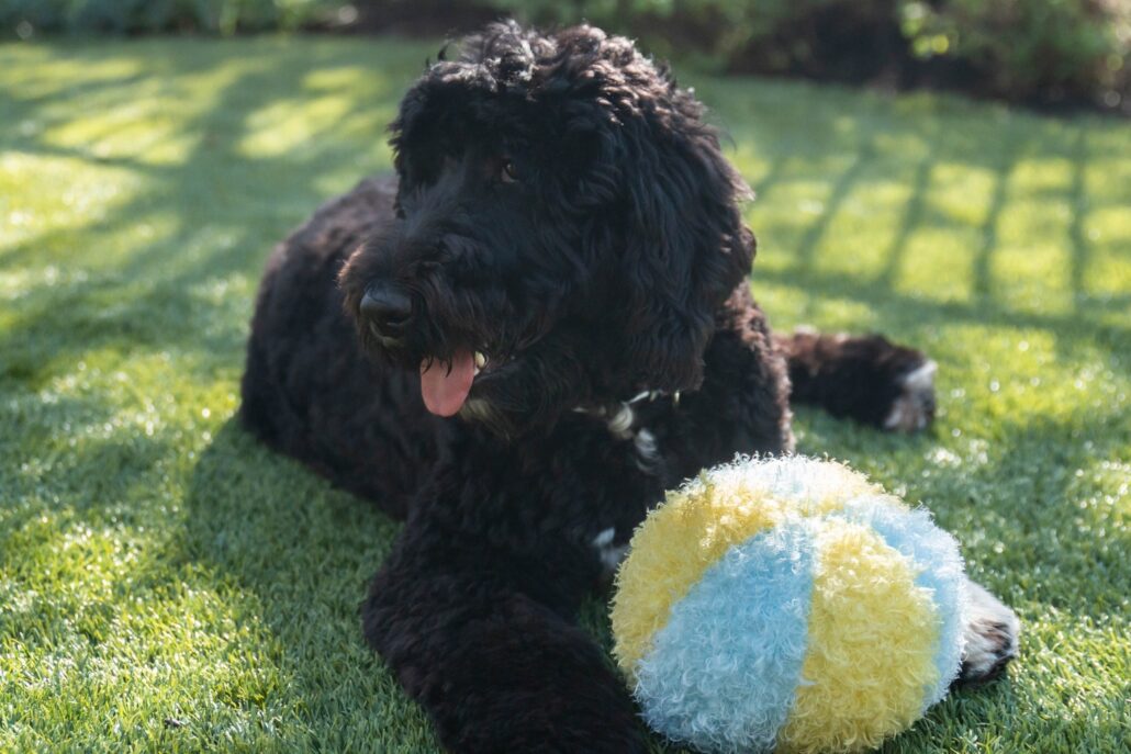 "Black dog relaxing on clean artificial turf with a toy ball, showcasing the results of TurFresh—an eco-friendly, pet-safe turf cleaner that effectively eliminates pet odors and keeps outdoor spaces fresh."