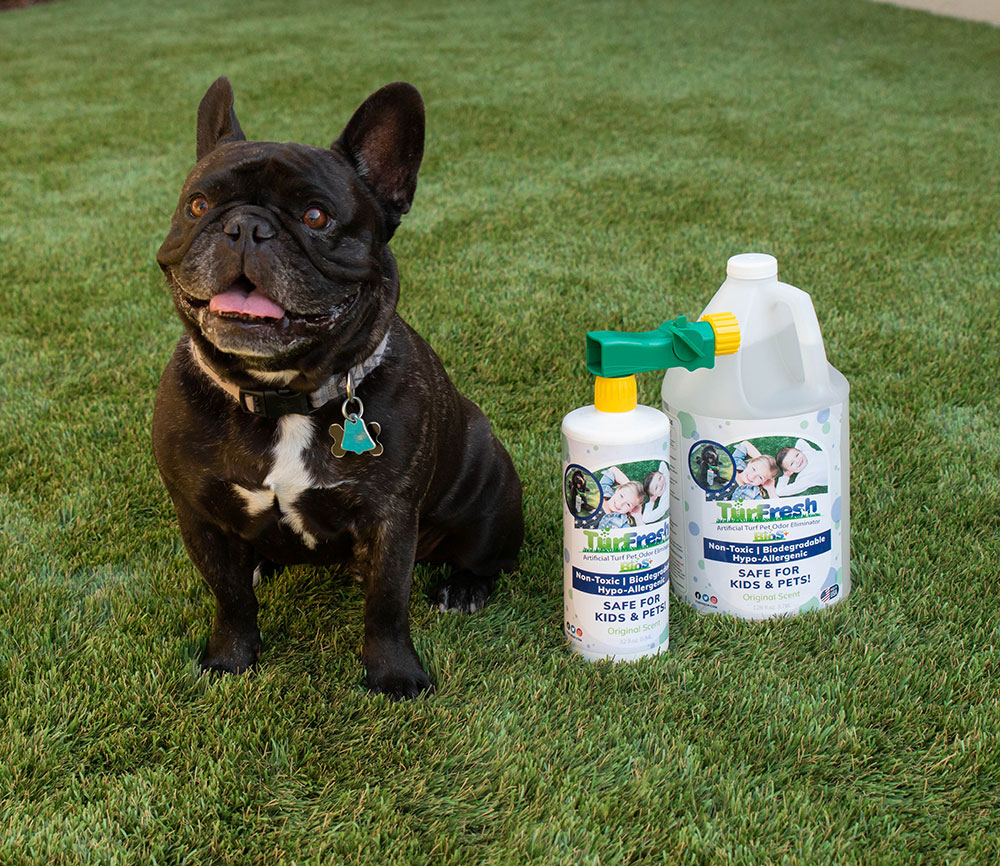 Smiling French Bulldog sitting on artificial grass next to TurFresh turf cleaner bottles, promoting its non-toxic, biodegradable, and pet-safe formula that eliminates odors and keeps lawns fresh and family-friendly.