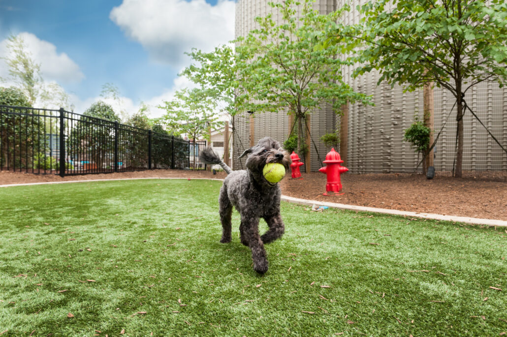 Happy dog running on artificial turf with a tennis ball in its mouth, in a clean, odor-free play area maintained using TurFresh’s non-toxic, eco-friendly, pet-safe turf cleaning formula.