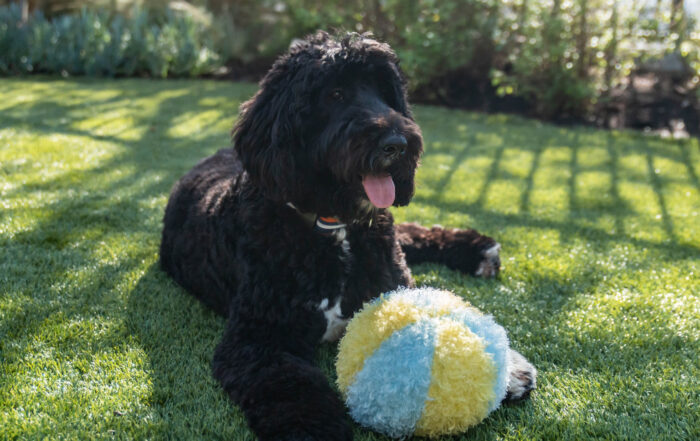 Happy black dog lying on artificial grass with a fluffy ball, highlighting the clean, odor-free turf maintained using TurFresh’s non-toxic, eco-friendly, and pet-safe turf cleaner and deodorizer.