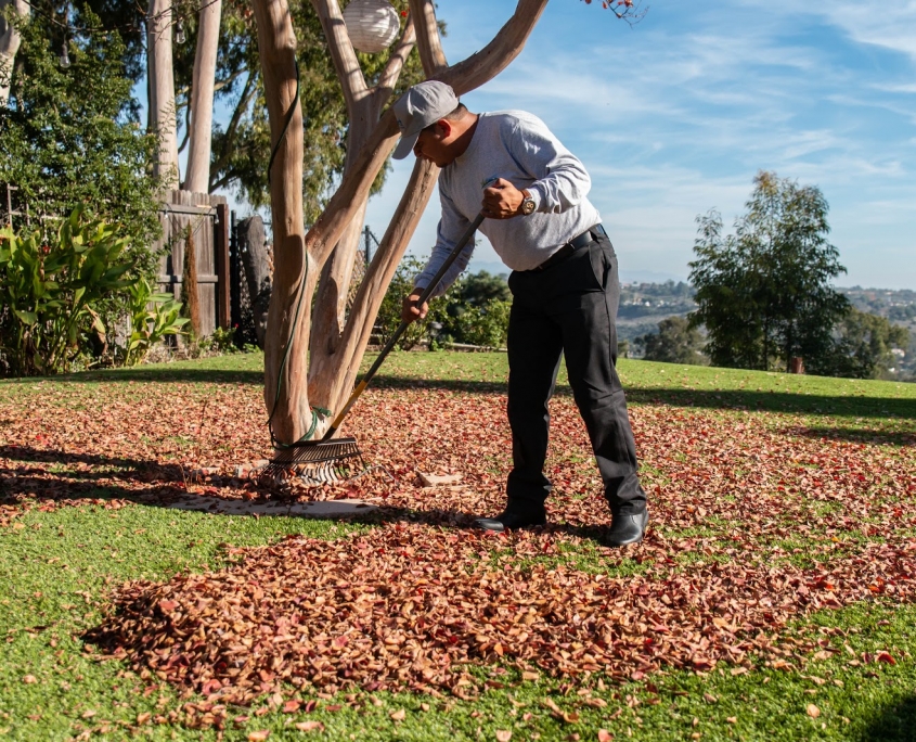 Raking Leaves on Artificial Turf for a Clean and Maintained Backyard Turf Technician raking fallen leaves on artificial turf near a tree in a backyard.