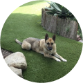 M. Flynn on clean artificial turf lawn maintained by TurFresh cleaning service.