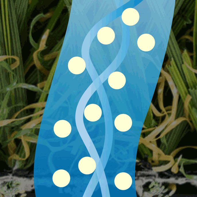 turflush-graphic-02-1