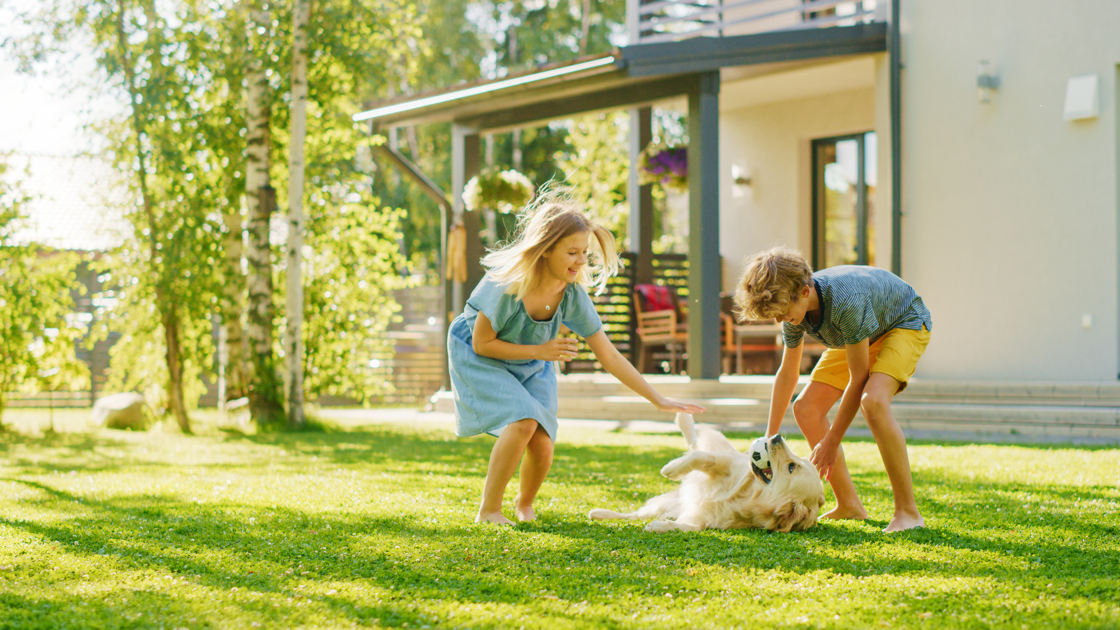 Choosing the Best Artificial Turf Infill for Kids and Pets Two Kids Have fun with Their Handsome Golden Retriever Dog on the Backyard Lawn. They Pet, Play, Scratch it. Happy Pedigree Dog Holds Toy ball in Jaws. Idyllic Suburb House in the Summer