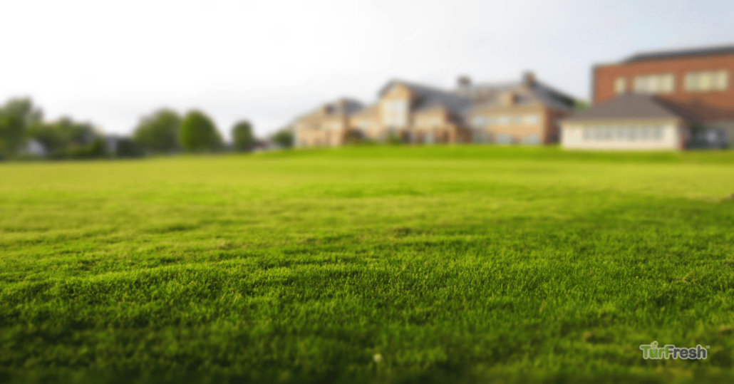 Arizona’s Heat is Tough on Turf | Turfresh
