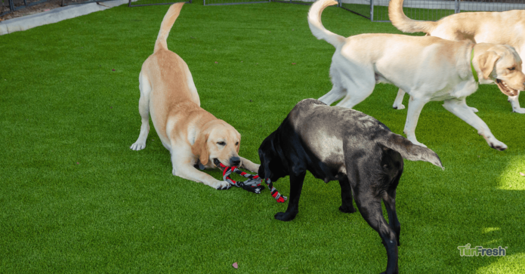 Dogs playing on clean, well-maintained artificial turf cleaned by TurFresh, showcasing pet-friendly synthetic grass ideal for active outdoor use.