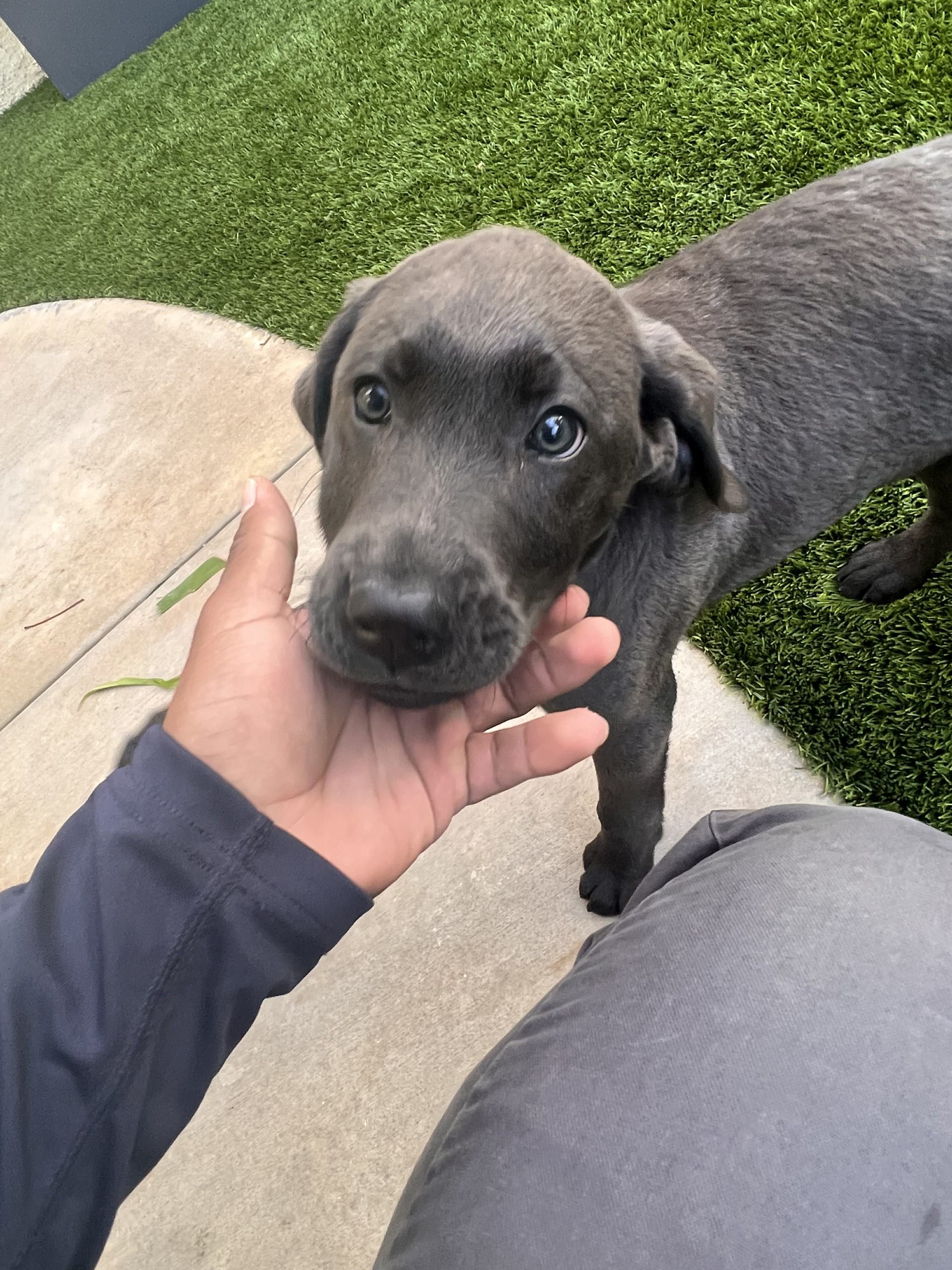 pet-odors-artificial-turf-phoenix Playful puppy on artificial grass next to a person’s hand, showcasing the pet-safe and eco-friendly benefits of TurFresh turf cleaner and deodorizer, ideal for maintaining a fresh and odor-free outdoor space.