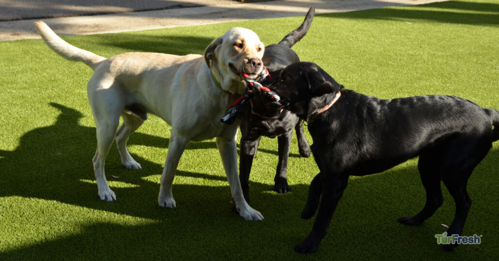 Why Artificial Grass is Popular Among Las Vegas Pet Owners