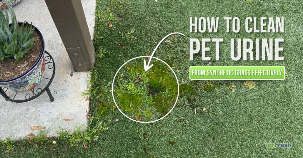 Techniques to Clean Pet Urine from Synthetic Grass Effectively
