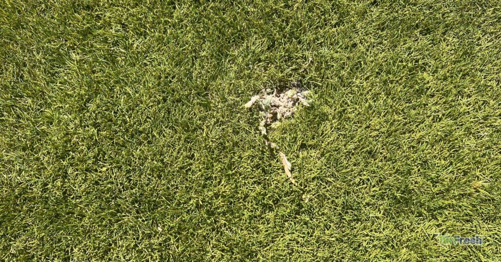 Animal waste on artificial turf surface in sunlight.