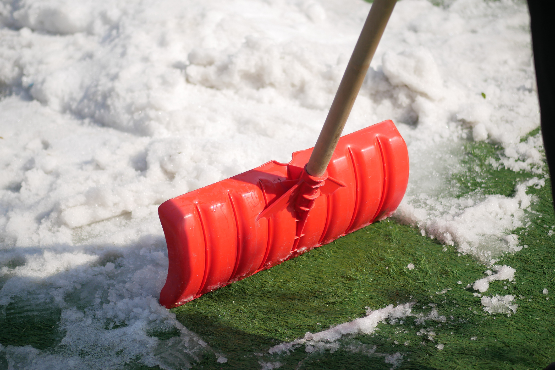 Clearing snow off artificial turf with a red shovel to maintain turf quality in winter — TurFresh maintenance tip.