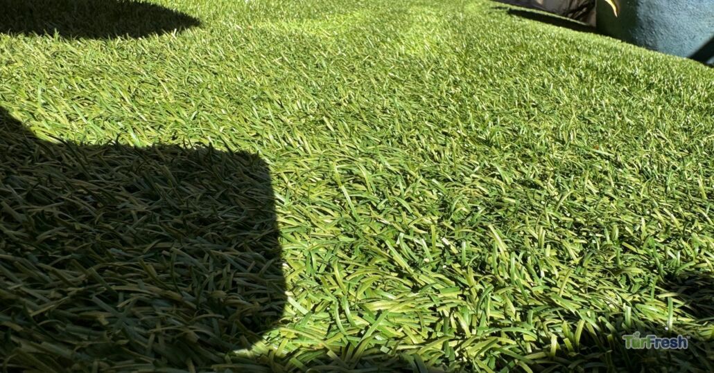 Close-up view of artificial turf blades showing texture before TurFresh cleaning