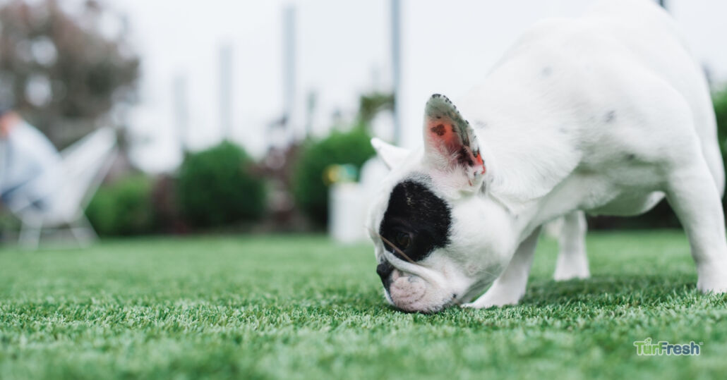 Dog sniffing artificial grass in a backyard, showing how turf stays clean and pet friendly.