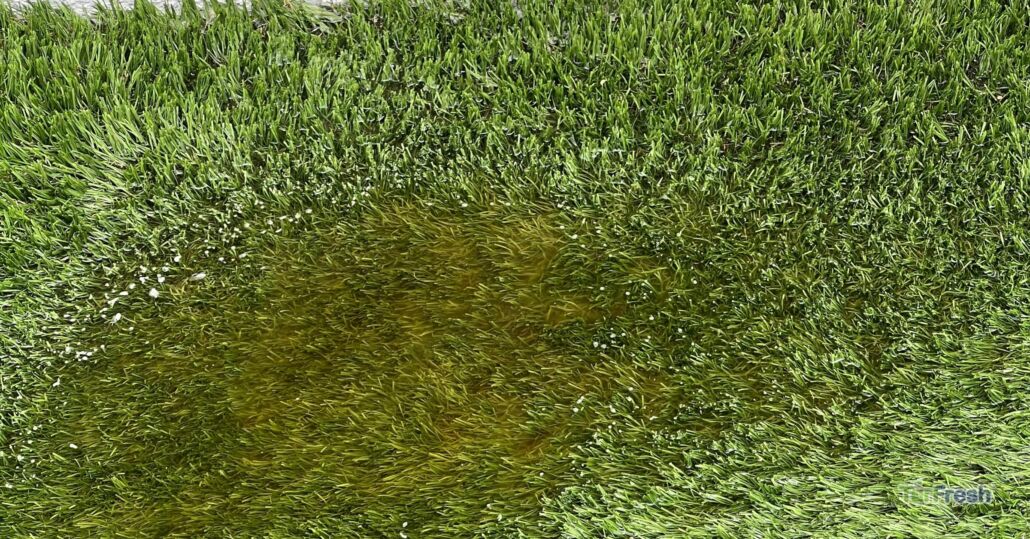 Pet urine stain creating a yellow patch on artificial turf, showing an area needing TurFresh cleaning
