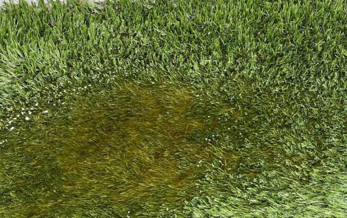 Pet urine stain creating a yellow patch on artificial turf, showing an area needing TurFresh cleaning