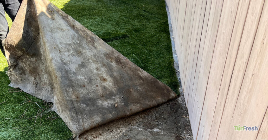 Old, dirty backing of artificial turf being lifted to reveal cleaner turf underneath during TurFresh restoration