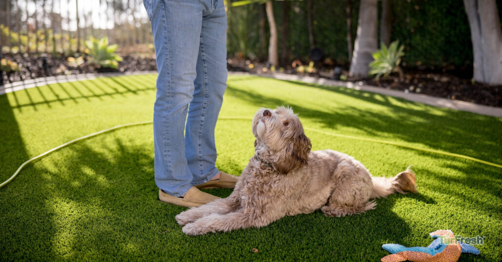 DIY Tips for Cleaning Pet Odors from Artificial Grass