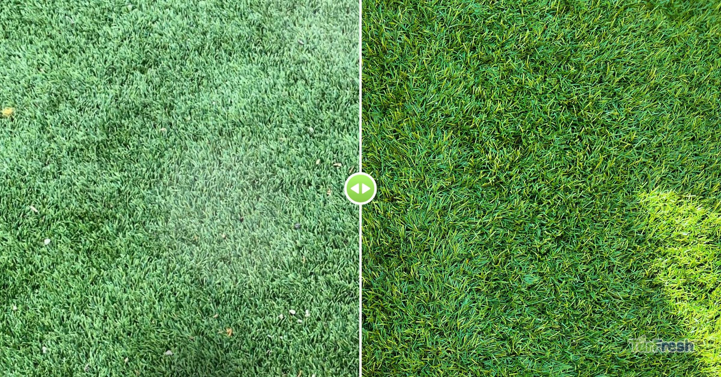 Artificial Turf Restoration by TurFresh – See the Difference a Professional Clean Makes Before and after comparison of artificial turf cleaned and restored by TurFresh, showing enhanced color and texture.