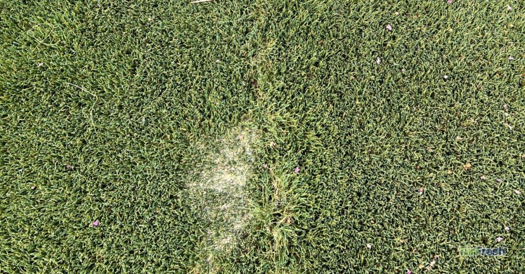 Artificial turf odor spot before TurFresh enzyme cleaning treatment