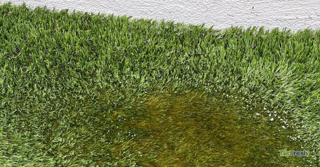 Artificial turf showing yellow discoloration and water buildup