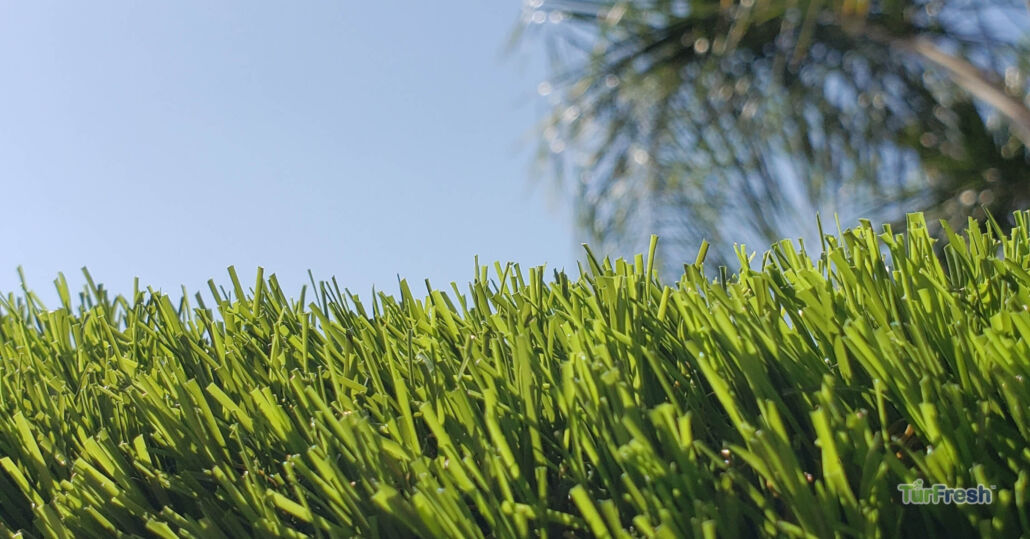 Close-up of artificial turf blades under sunlight before TurFresh cleaning and maintenance service.