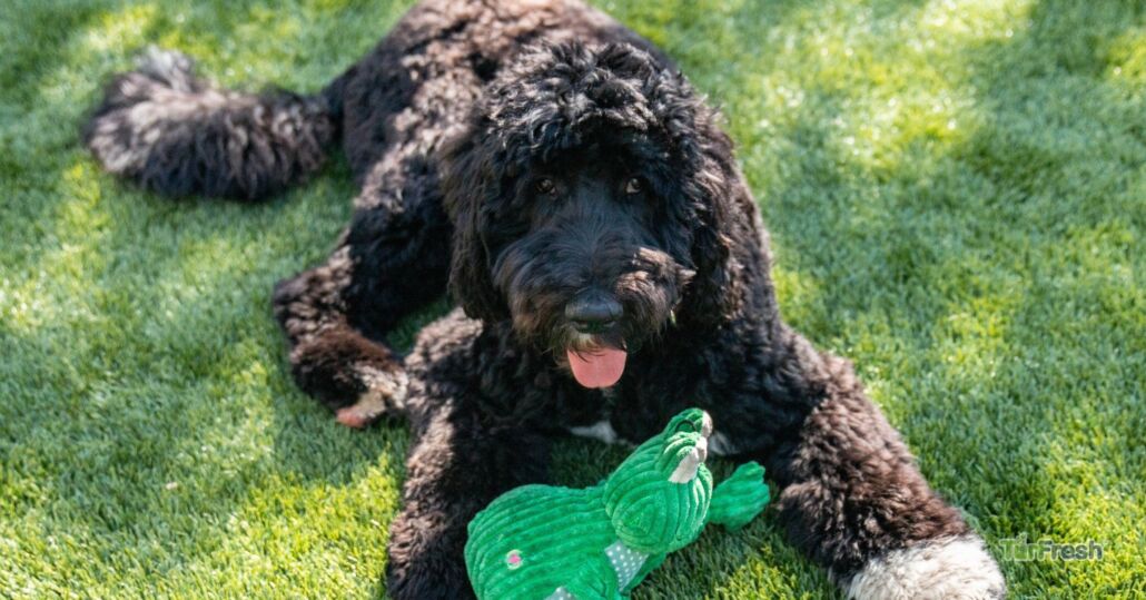 fake grass for dogs