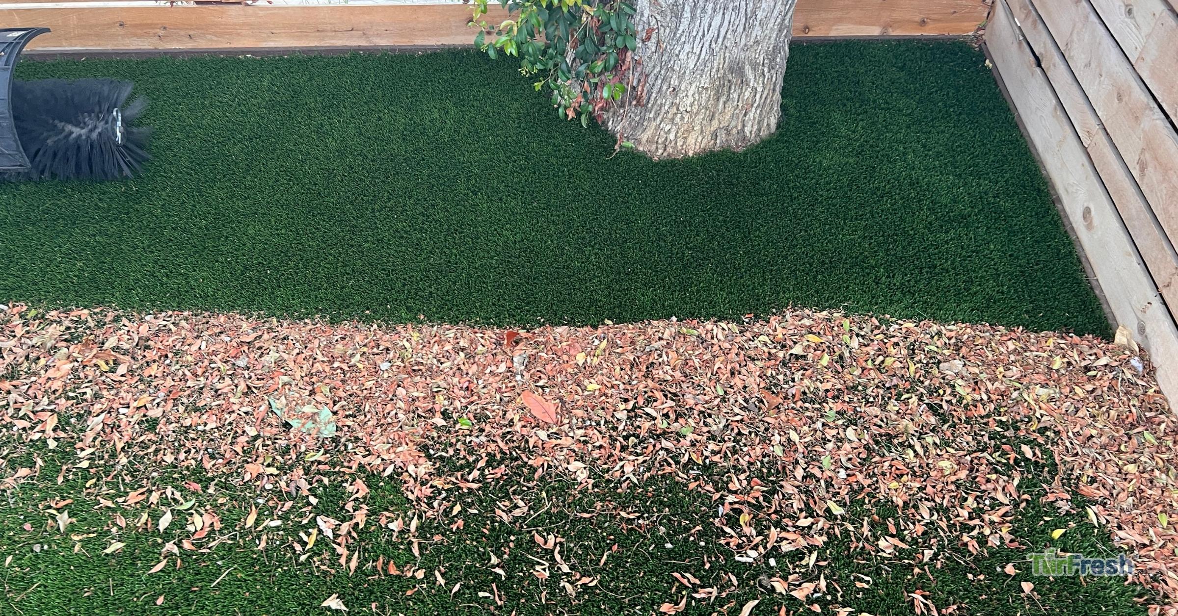Before and after artificial grass cleaning by TurFresh professionals Artificial turf cleaning under tree with TurFresh power brush service