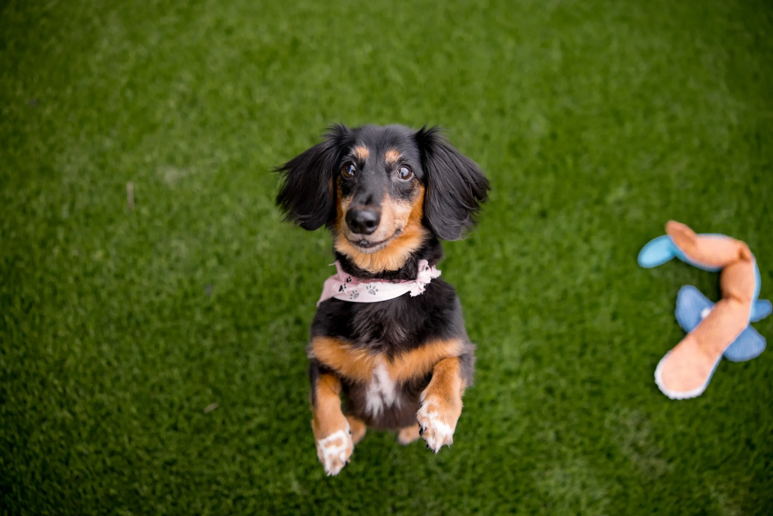 Happy dachshund playing on TurFresh cleaned artificial turf lawn Dachshund standing on hind legs on clean artificial turf in a yard kept fresh and odor free with TurFresh pet safe products.