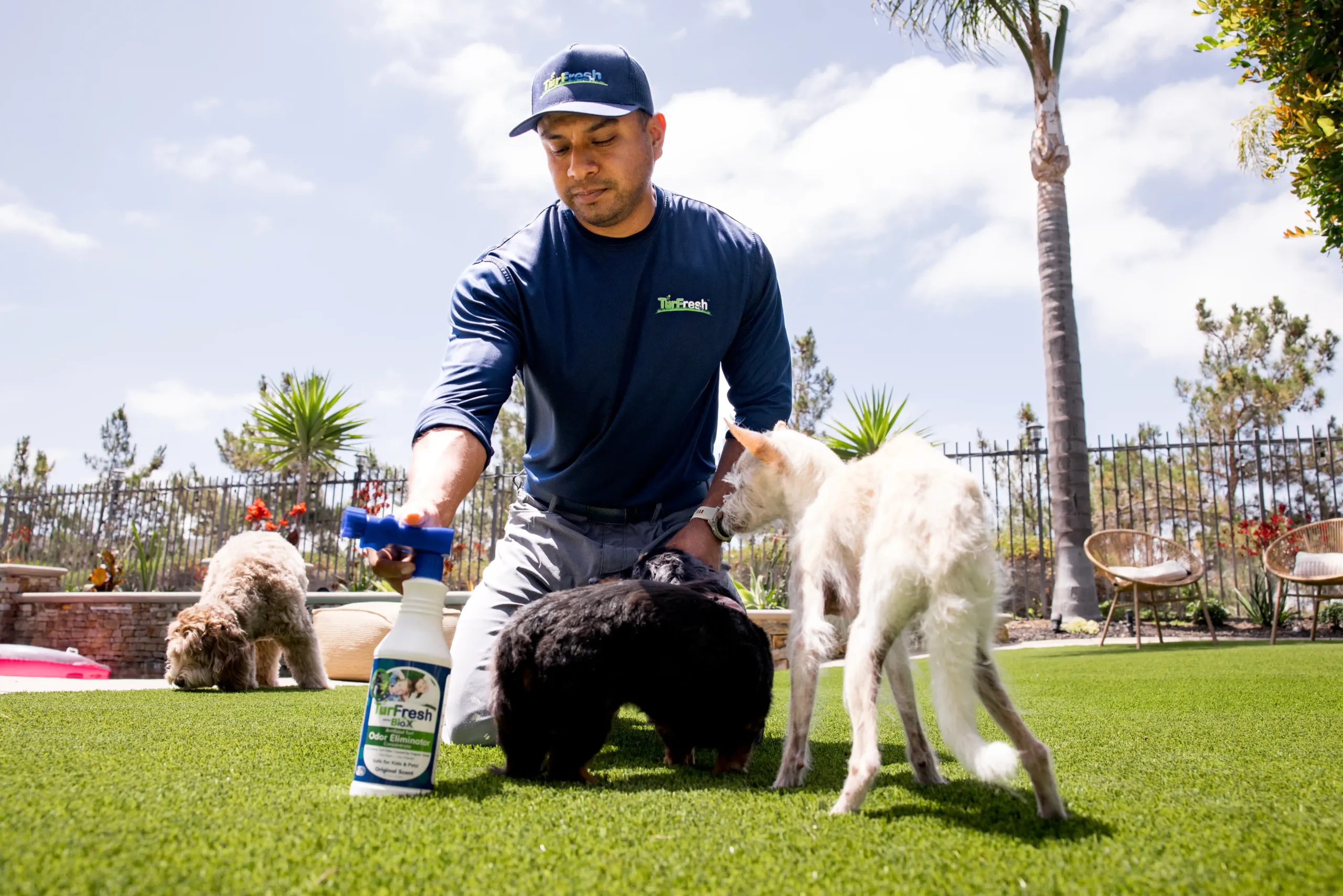 Artificial turf maintenance service brushing leaves from lawn Technician brushing synthetic turf lawn to remove leaves and debris
