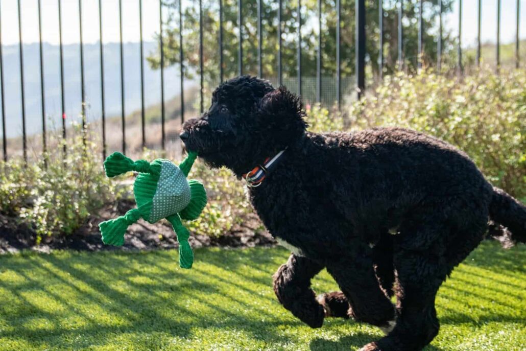 Black dog running with a green toy on clean artificial turf in a yard maintained with TurFresh products.
