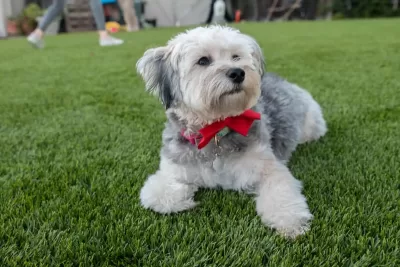 TurFresh backing Paws for Purple Hearts veteran service dog initiative TurFresh Supports Paws for Purple Hearts veteran service-dog program