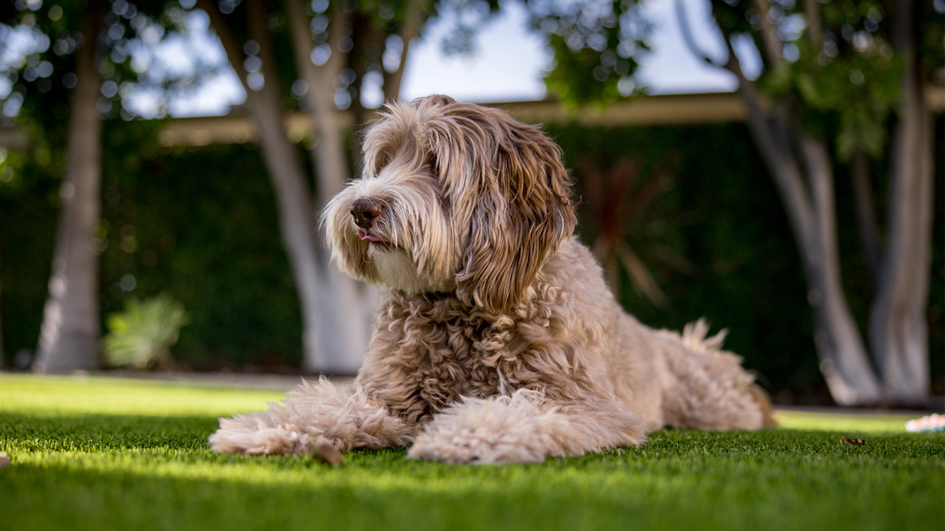 Dog resting on TurFresh cleaned artificial turf in a pet friendly backyard Fluffy tan dog relaxing on bright green artificial turf in a backyard cleaned with TurFresh pet safe products.