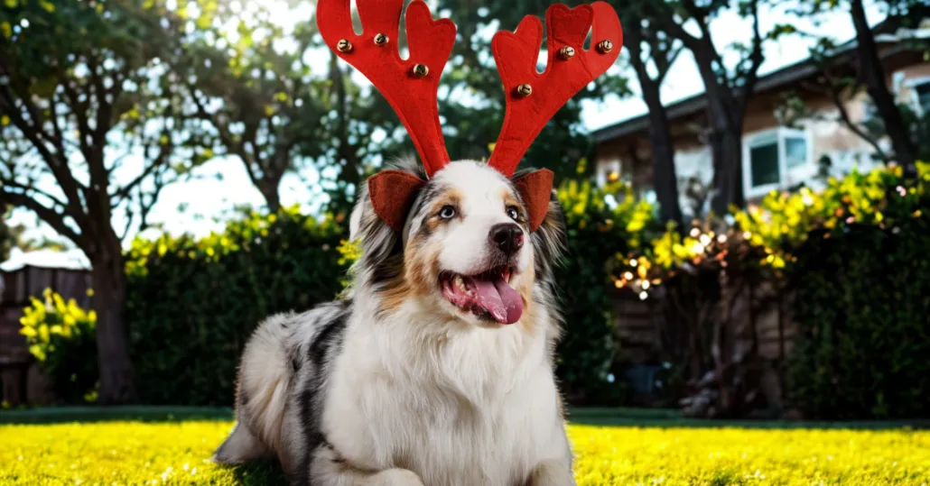 Dog wearing red reindeer antlers lying on bright green artificial turf maintained with TurFresh